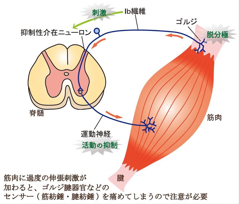 ゴルジ腱器官 Golgi Tendon Organ Japaneseclass Jp